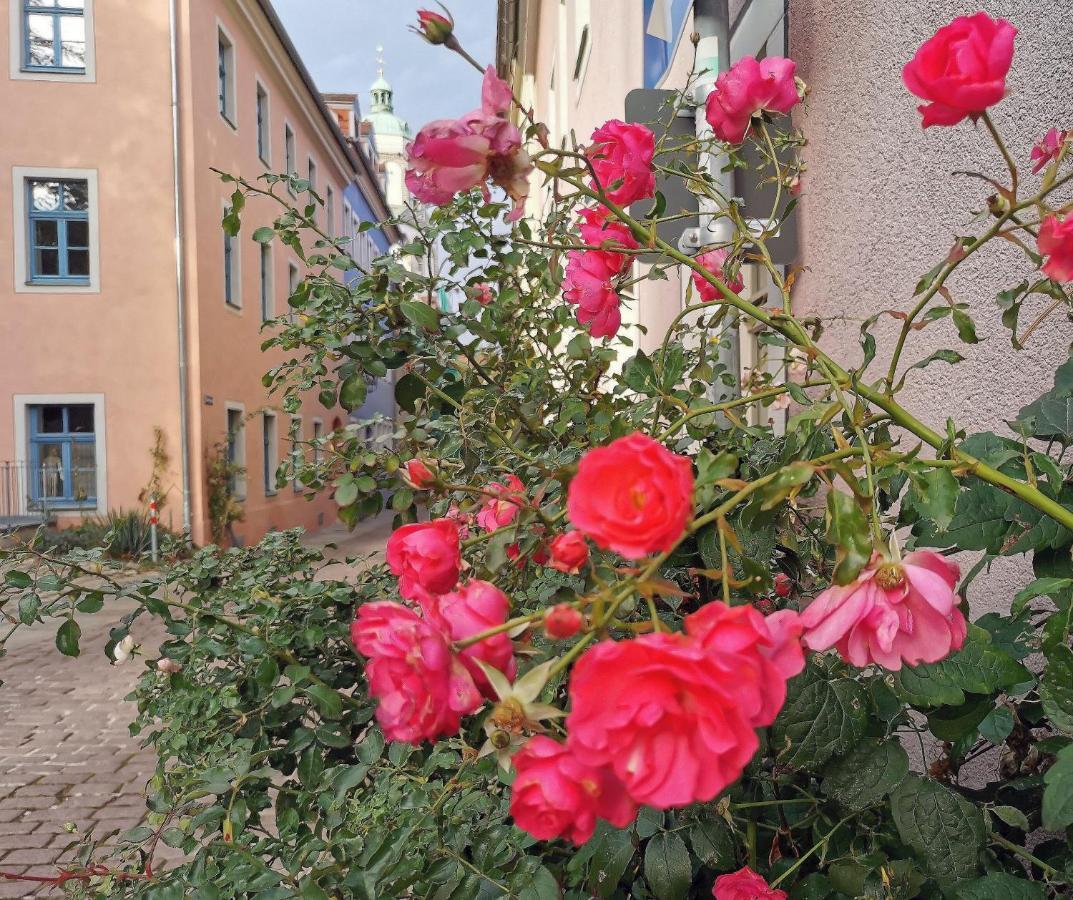 Fynbos Studio Dg In Der Altstadt, Frauenkirchenblick, Parkplatz Meißen Buitenkant foto